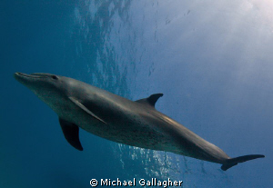 Indian Ocean Bottlenose Dolphin showing off the spots on ... by Michael Gallagher 
